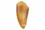 Serrated, Raptor Tooth - Real Dinosaur Tooth #186100-1